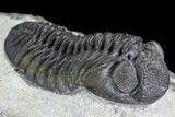 Detailed Austerops Trilobite - Excellent Specimen #108485-2